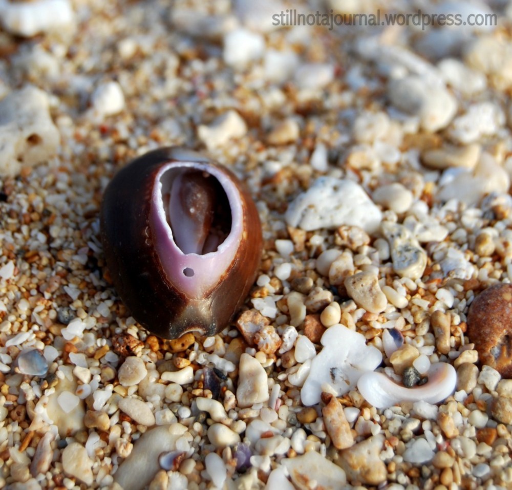 A type of cowrie shell. Did you know cowries were used as currency by several ancient civilisations? Neither did I. That makes this beach a mint!