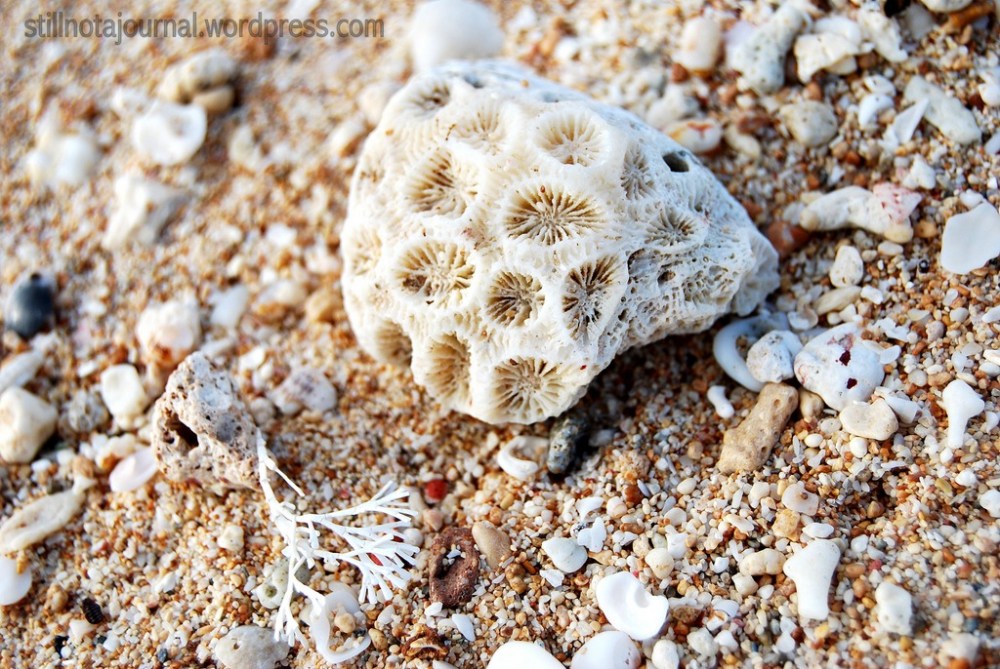 I'm sure I've seen that pattern of coral somewhere before...