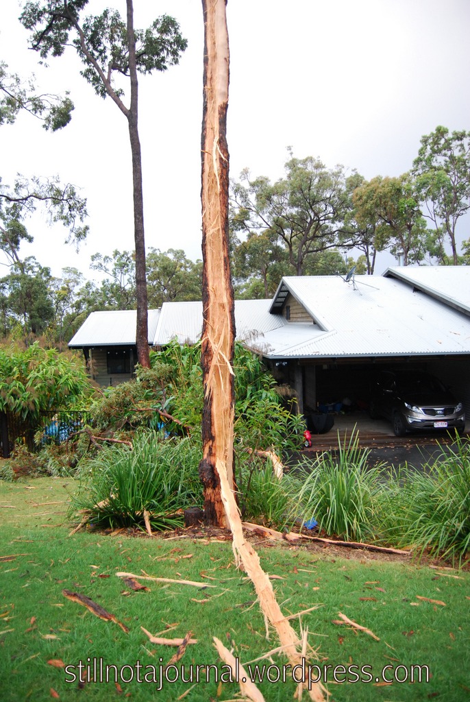 tree struck by lightning