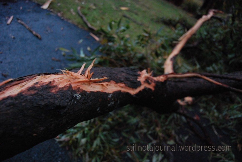 lightning strike tree