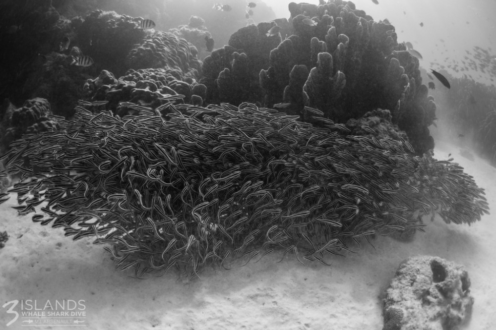 3 Islands Whale Shark Dive Olive's Reef snorkel Ningaloo Reef