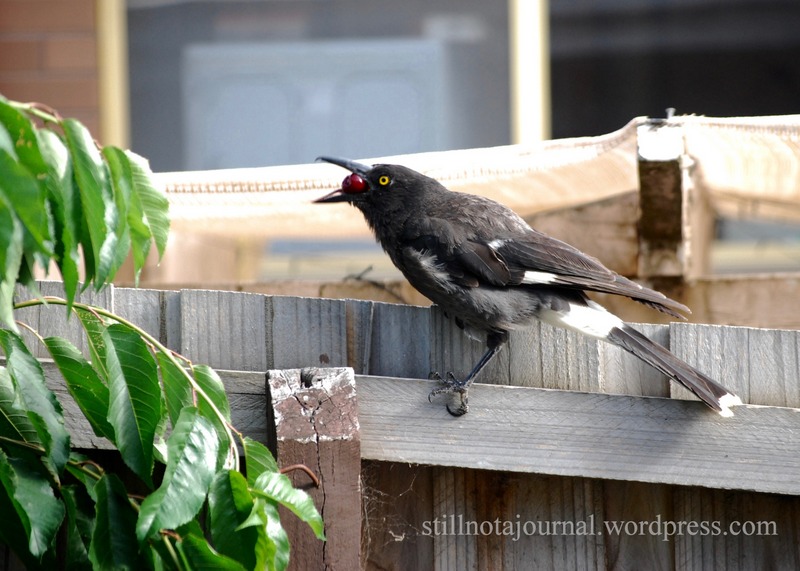 The birds gave us a hand with the cherries too - I preferred the currawongs because at least they eat the whole fruit, unlike those blimmin' crimson rosellas who take a bite or two of several cherries then leave them.