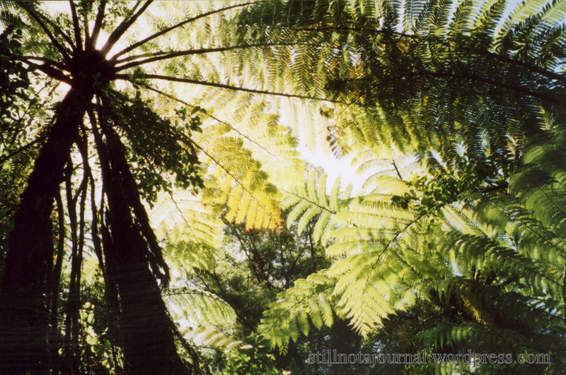 Either a regular fern or a special silver fern... though here it looks more golden.