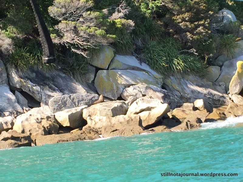 Come back in April and you can't swing a cat without hitting a horny fur seal.