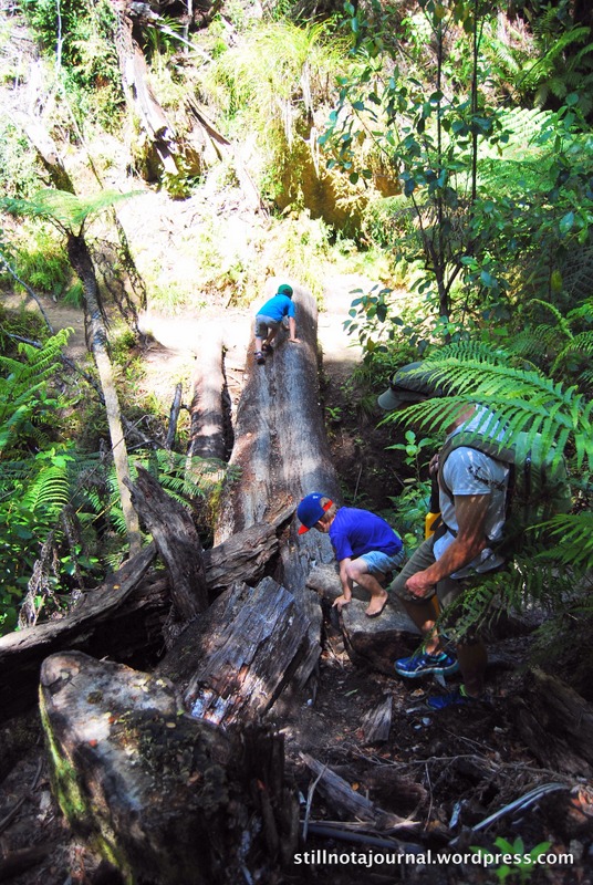 An opportunity for adventure, and for the boys to prove their primate credentials.