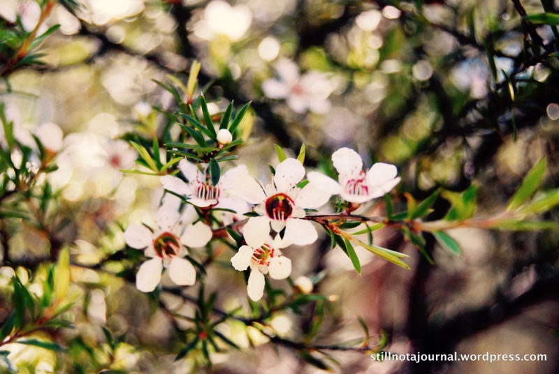 The blossoms of the manuka, or tea tree as Captain Cook called it.