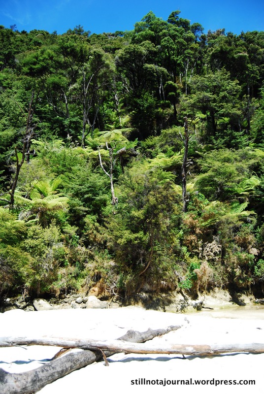 rainforest, Medlands Beach