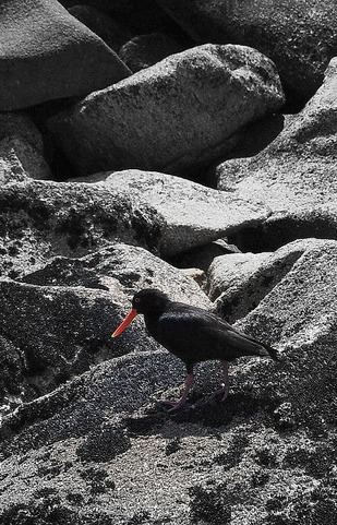 oystercatcher, Abel Tasman National Park
