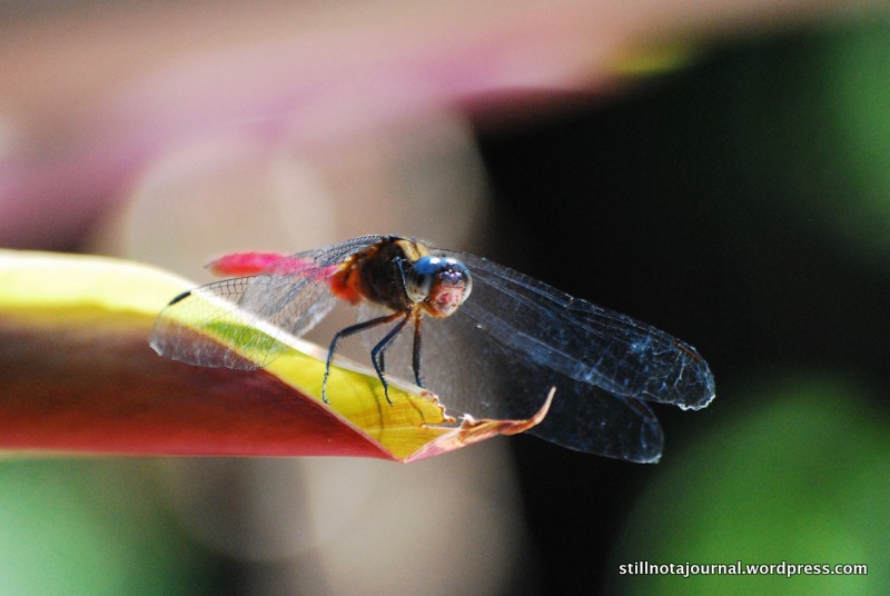 I sat down and he flew over to within a metre of me. I think he was multi-eyeballing me.