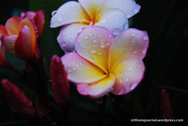 frangipani water droplets
