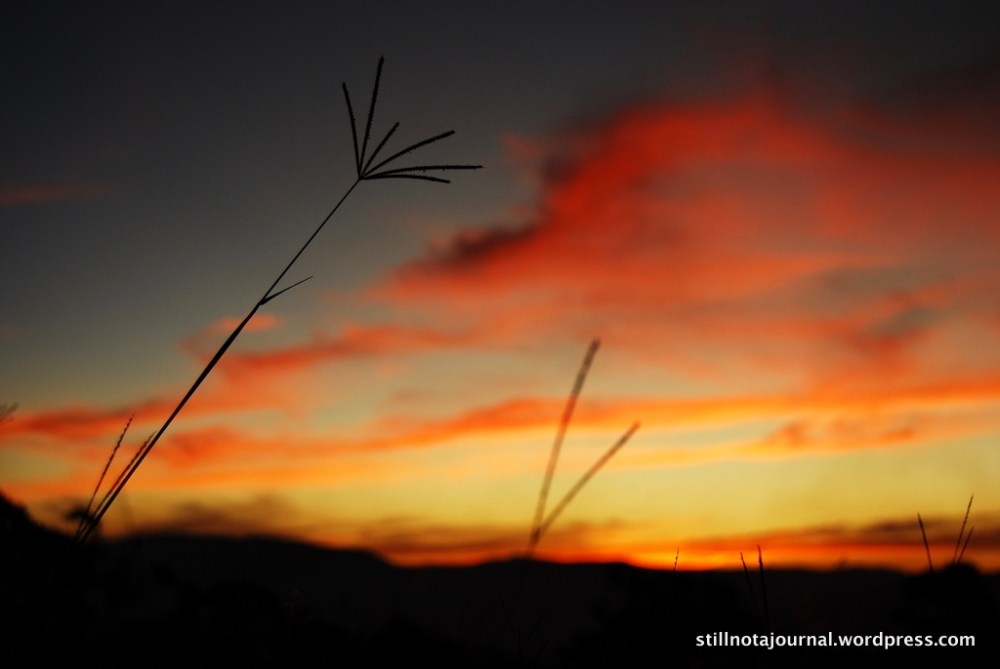 grasses and red sunset Gold Coast hinterland