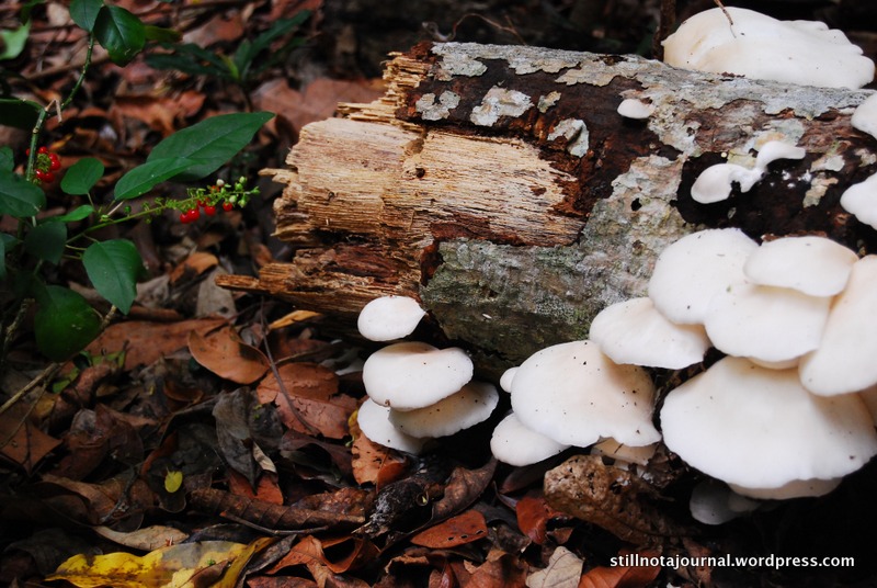 22 Burleigh Rainforest Circuit fungi