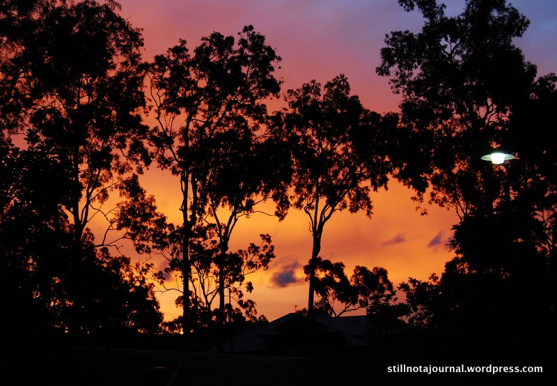 06 pink and gold sunset through trees Gold Coast