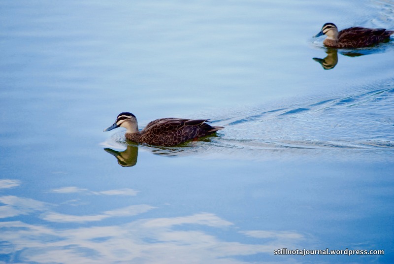 ducks paddling on lake