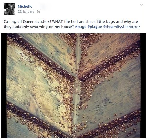 The red shoulder (pad-wearing) leaf beetle swarm we had a couple of years ago. They ate two of our trees down to sticks and covered the guest room door, and even found a way in past the fly screen.