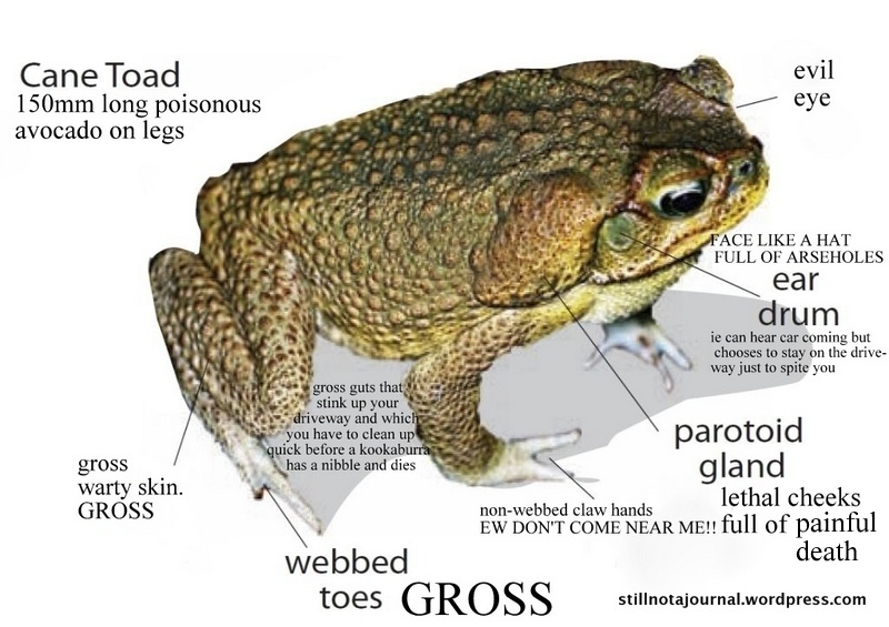 cane-toad-identification-image