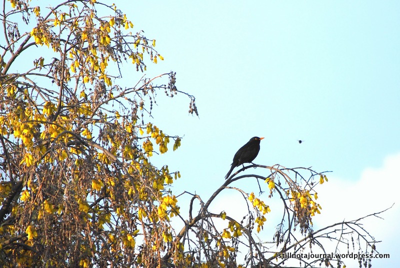 A tui (bird) in a kowhai (tree). The kowhai is almost an unofficial national symbol, and has strong spiritual meaning for the Maori people. Funnily enough, Tui is a popular brand of New Zealand beer, while the kowhai tree's flowers tuis And bellbirds, kakas and other nectar-loving New Zealand birds.