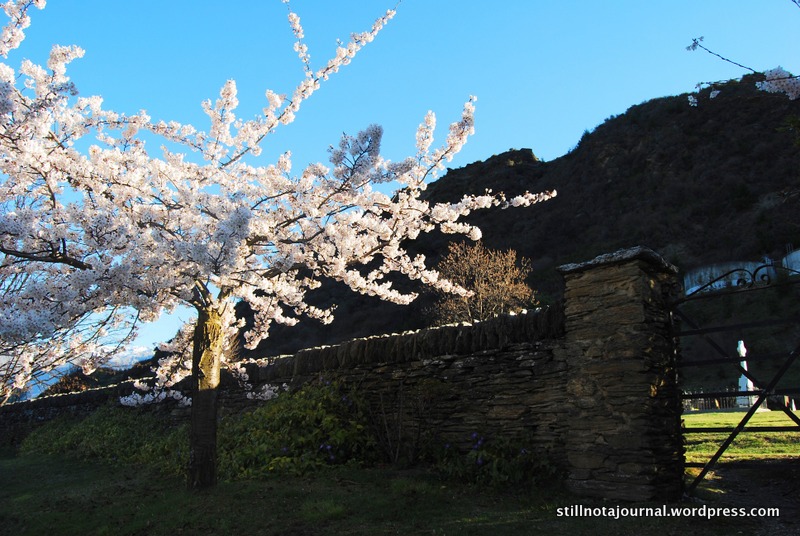 cherry blossoms graveyard wall Arrowtown
