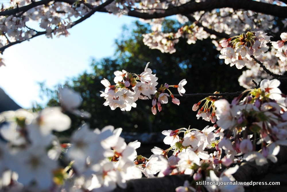 cherry blossoms Arrowtown New Zealand