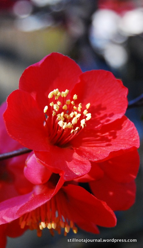 ... wasn't until we got home that I realised I've had 2 big branches of fake ones in a vase in our bathroom for, I dunno, the past four years.