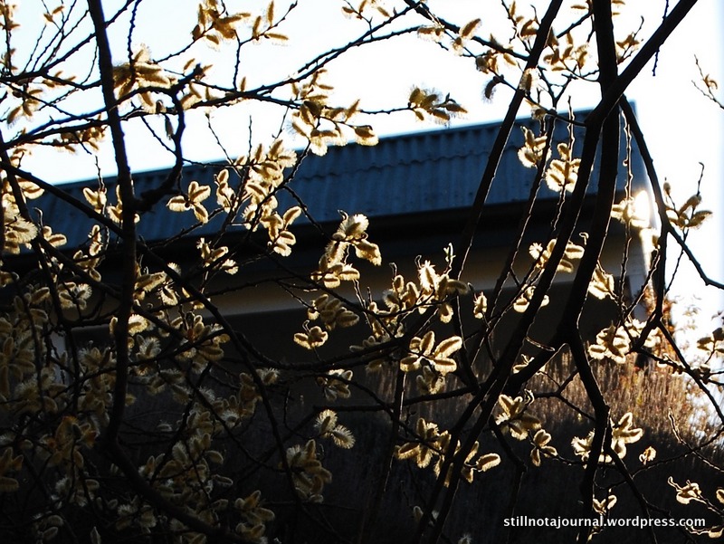 spring backlit flowers Arrowtown