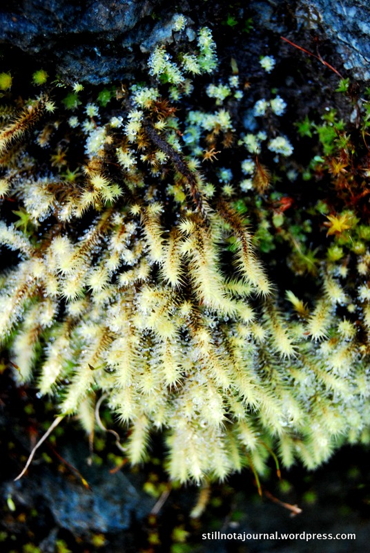 Don't know what this is, but I like it.