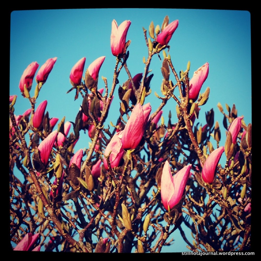 The top bit of a massive magnolia tree.