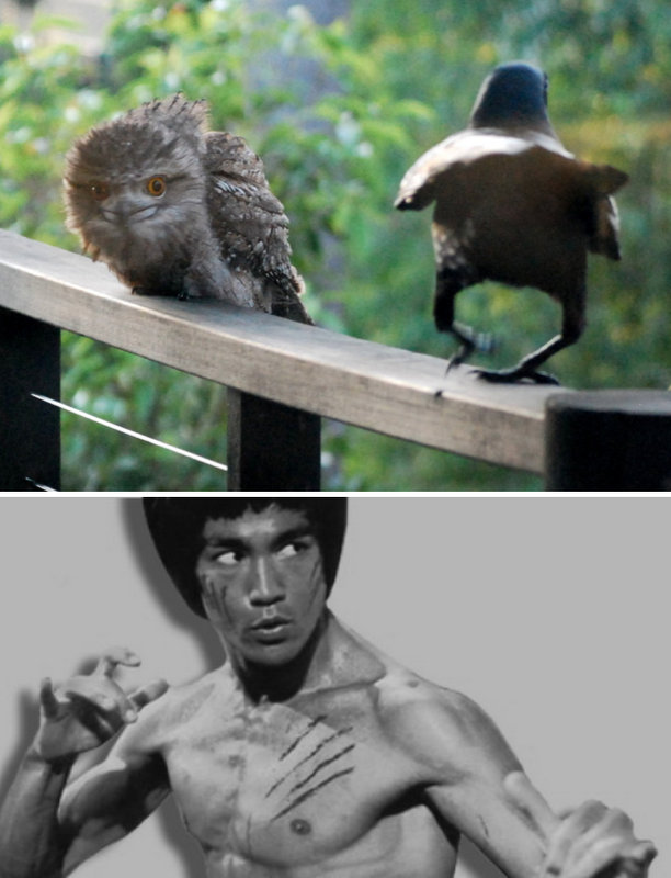 tawny-bruce-square-up