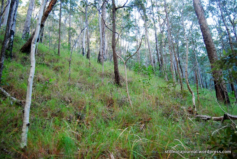 steep hill forest bush
