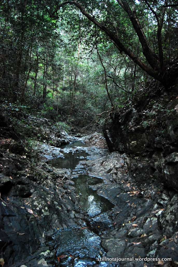 looking down the gorge and forest
