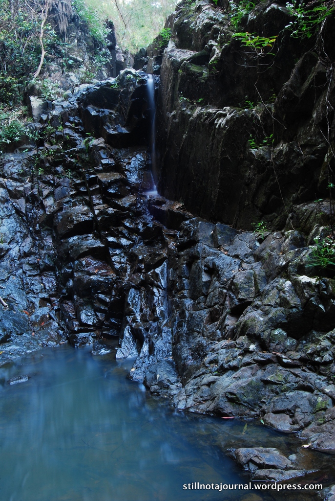 But because I am so completely anal about these things I came back another time with a tripod and tried again. Still needs more water!